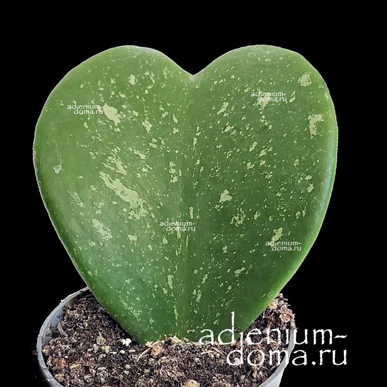 Растение Hoya KERRII SILVER SPLASH Хойя Керри валентинка 2