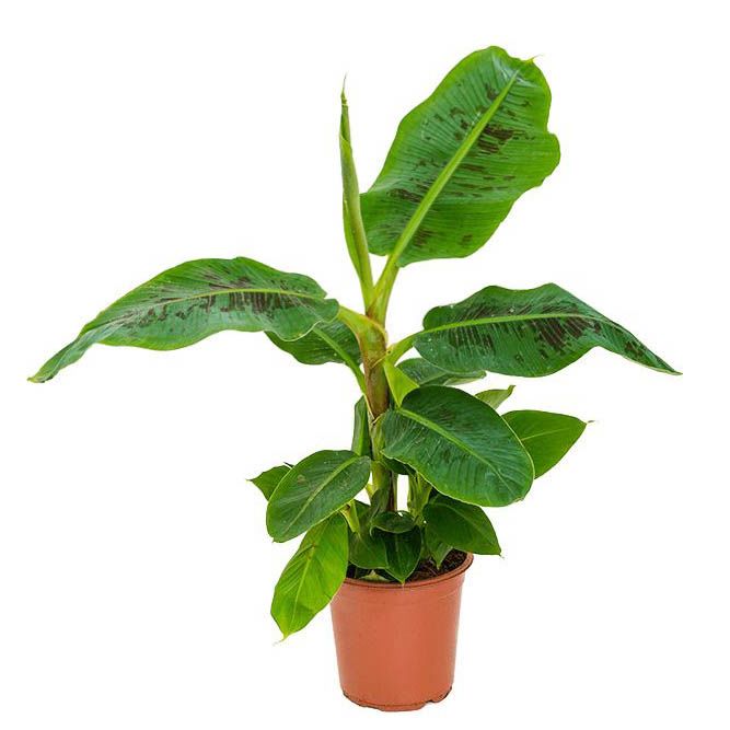 Растение Musa ACUMINATA TROPICANA Banana Банан заострённый Тропикана 1