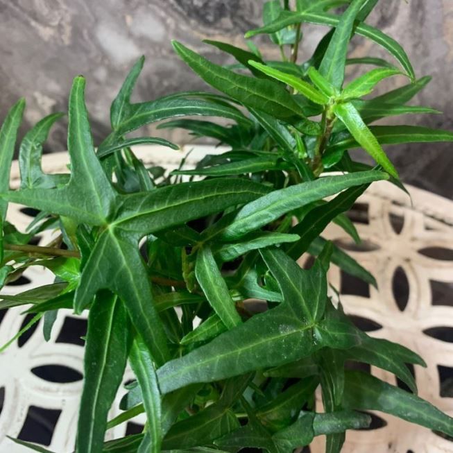 Растение Hedera HELIX SAGITTIFOLIA Хедера обыкновенная Сагиттифолия Плющ 2