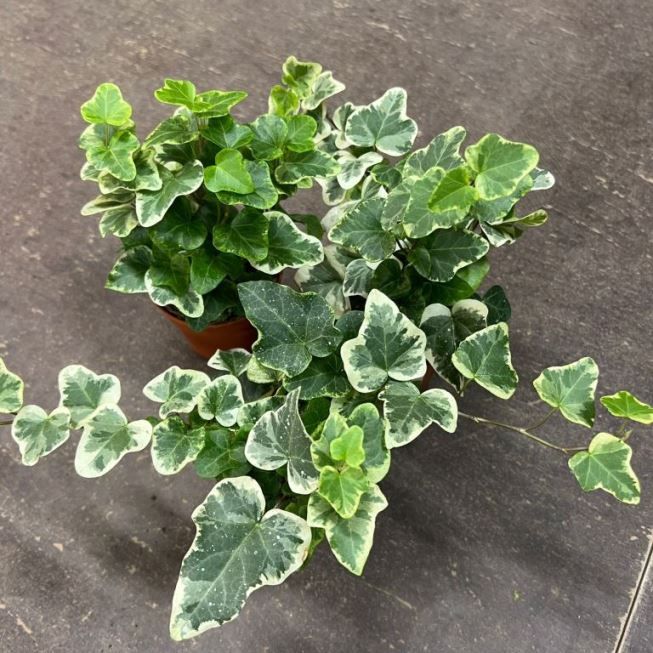 Растение Hedera HELIX WHITE WONDER Хедера обыкновенная Вайт Вандер Плющ Белое чудо 3