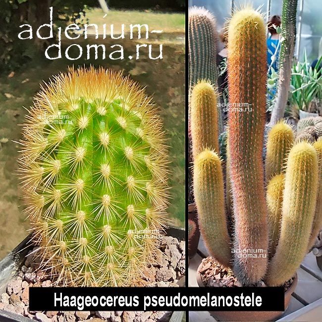 Haageocereus AUREISPINUS Хагеоцереус золотистоколючковый Аурэиспинус 3