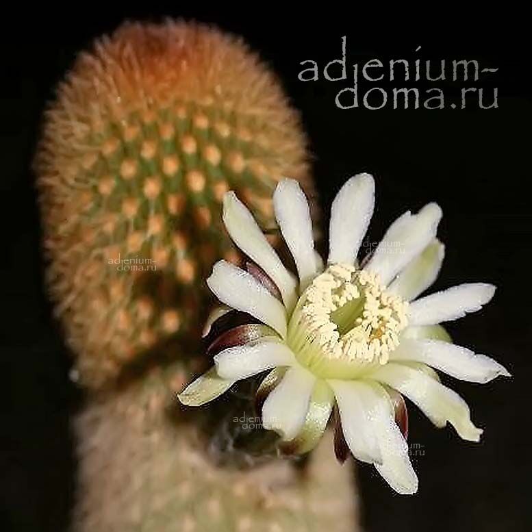 Haageocereus AUREISPINUS Хагеоцереус золотистоколючковый Аурэиспинус 3