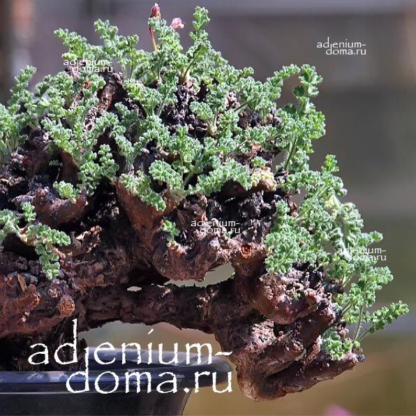 Pelargonium ALTERNANS Пеларгония Альтернанс 1