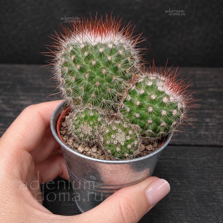 Растение Mammillaria SPINOSISSIMA RUBRA Маммиллярия красная Спиносиссима Рубра 3