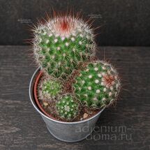Растение ⌀ 5 Mammillaria SPINOSISSIMA (Маммиллярия)