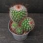 Растение ⌀ 5 Mammillaria SPINOSISSIMA (Маммиллярия) 2