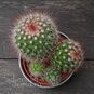 Растение ⌀ 5 Mammillaria SPINOSISSIMA (Маммиллярия) 3