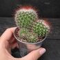 Растение ⌀ 5 Mammillaria SPINOSISSIMA (Маммиллярия) 4