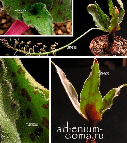 Ledebouria HYPOXIDIOIDES Scilla Ледебурия гипоксидиоидная Сцилла 1