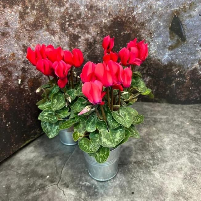 Растение Cyclamen PERSICUM MINI Цикламен персидский мини красный Альпийская фиалка Дряква 1