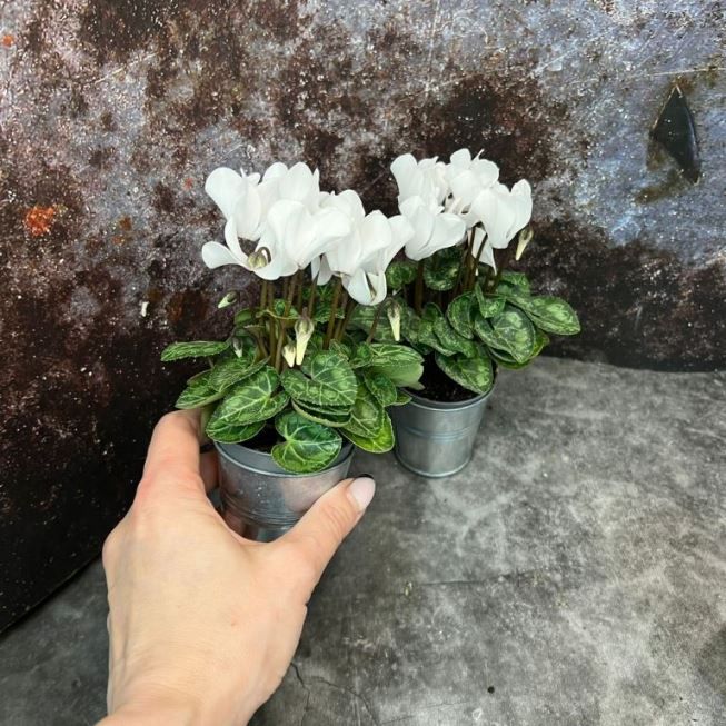 Растение Cyclamen PERSICUM MINI Цикламен персидский мини белый Альпийская фиалка Дряква 3