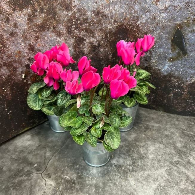 Растение Cyclamen PERSICUM MINI Цикламен персидский мини розовый Альпийская фиалка Дряква 1