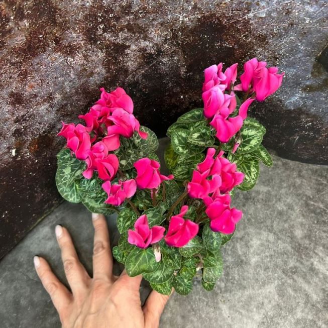 Растение Cyclamen PERSICUM MINI Цикламен персидский мини розовый Альпийская фиалка Дряква 2