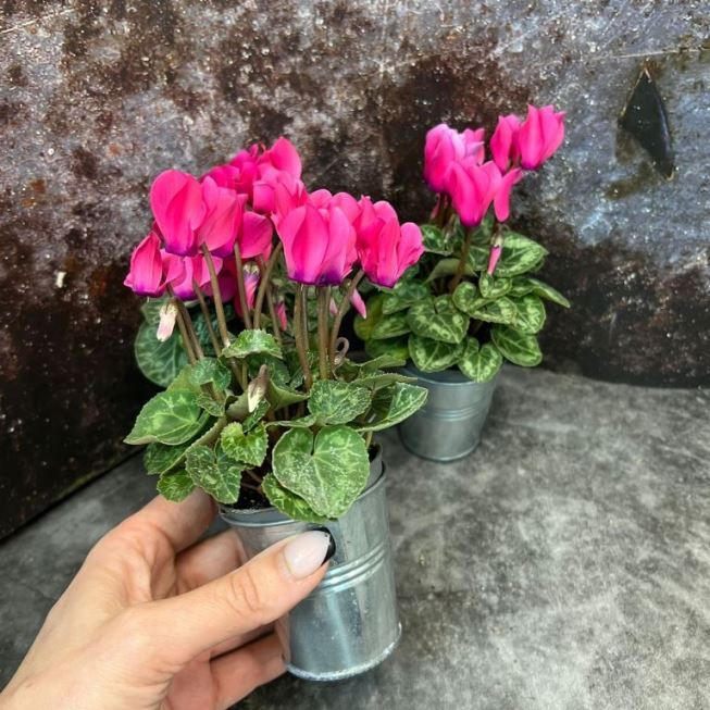 Растение Cyclamen PERSICUM MINI Цикламен персидский мини розовый Альпийская фиалка Дряква 3
