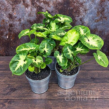 Растение ⌀ 6 Syngonium PODOPHYLLUM 'PIXIE' (Сингониум)