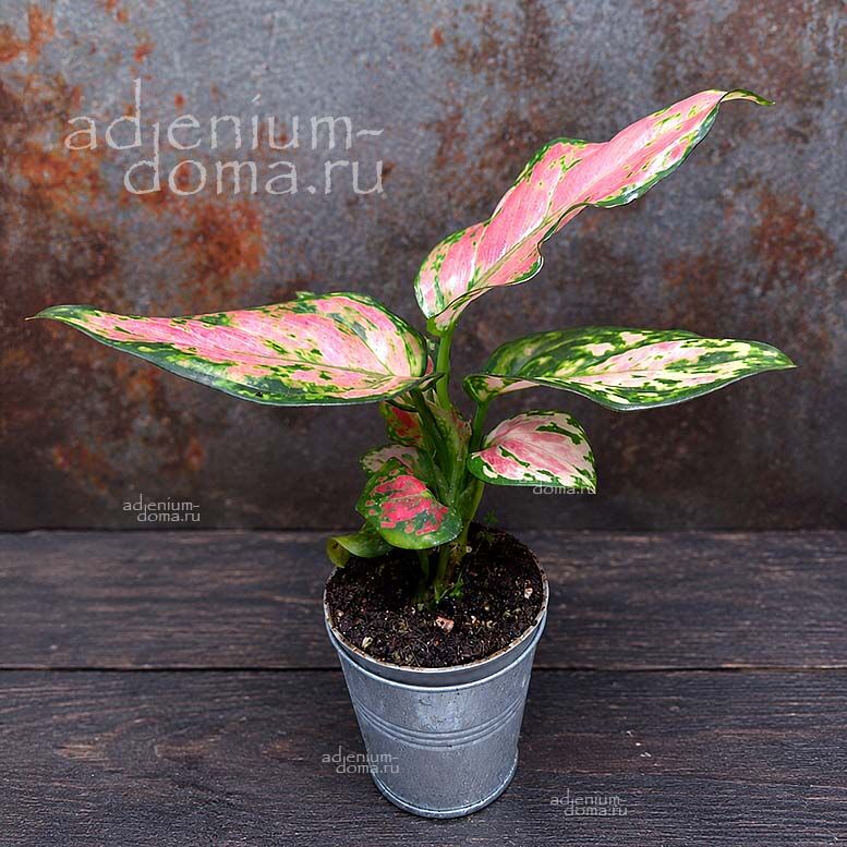 Растение Aglaonema RED VALENTINE Аглаонема Красный Валентин Ред Велентайн 3