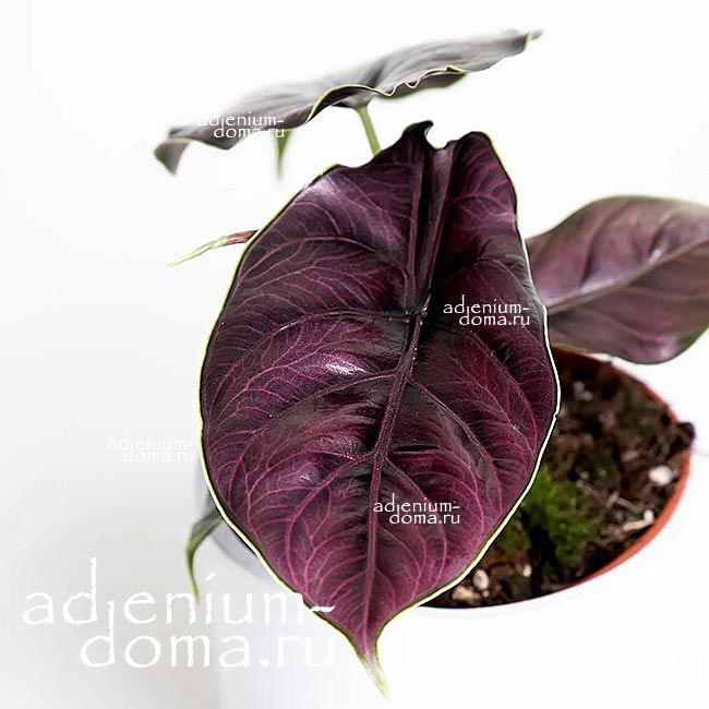Растение Alocasia AZLANII Алоказия Азлани 2