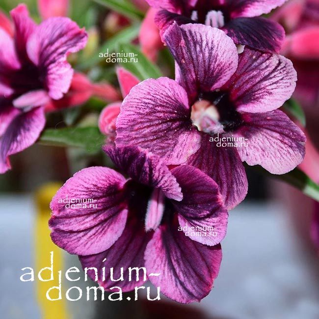 Adenium Obesum Desert Rose PURPLE PLUM