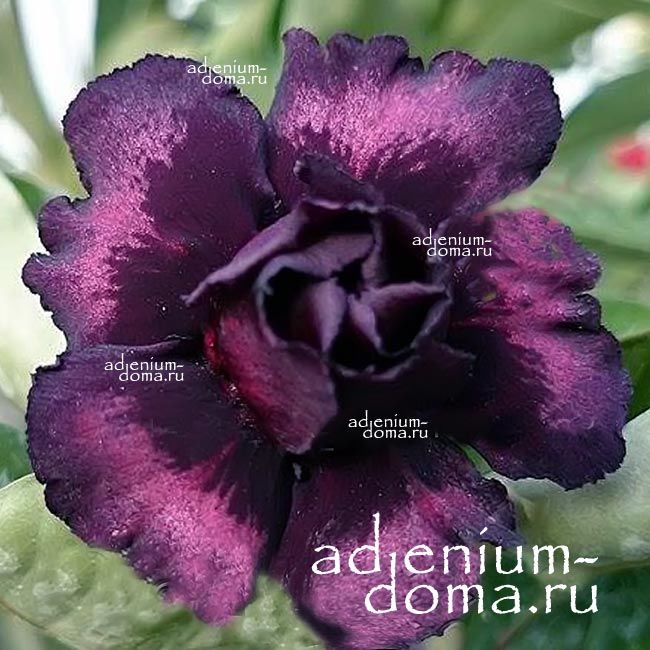 Adenium Obesum Double Flower GRAPE CHOCOLATE
