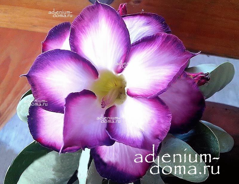 Adenium Obesum Double Flower PURPLE CROWN
