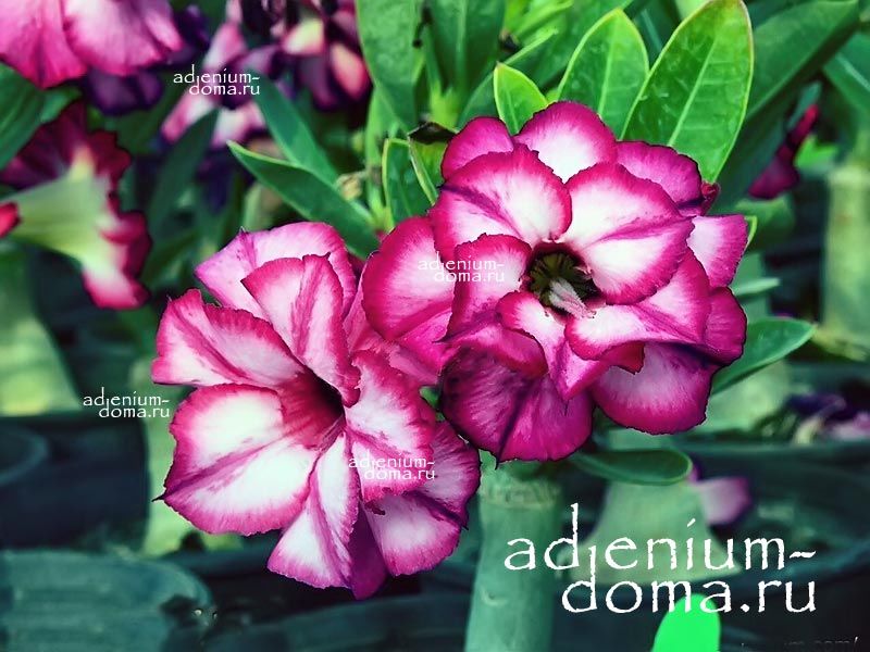 Adenium Obesum Double Flower INDIGO FORTUNE