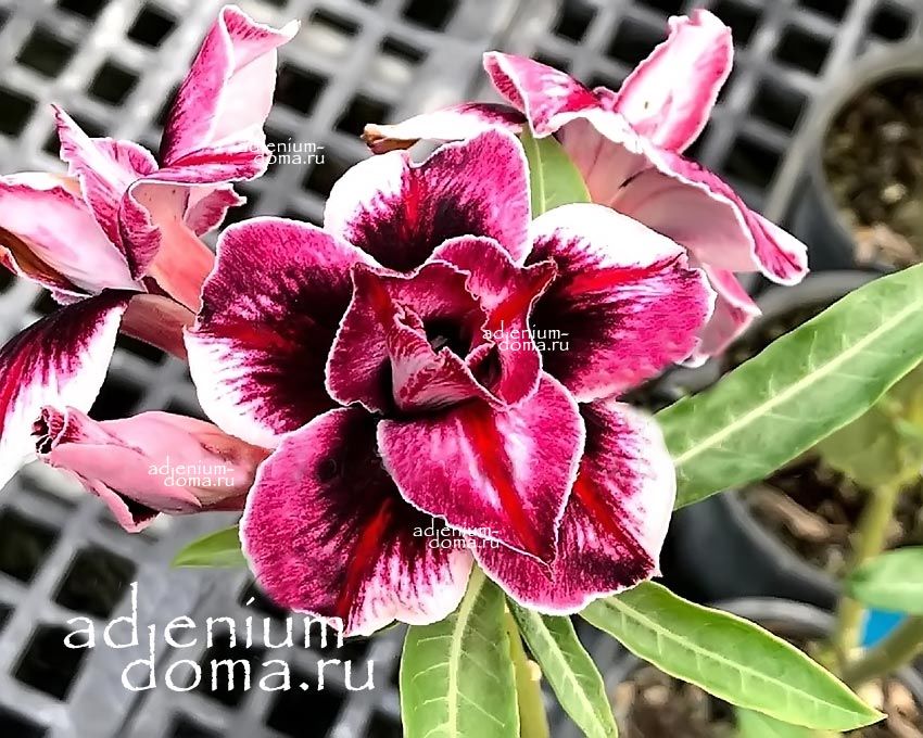 Adenium Obesum Double Flower GRAPE LOVER