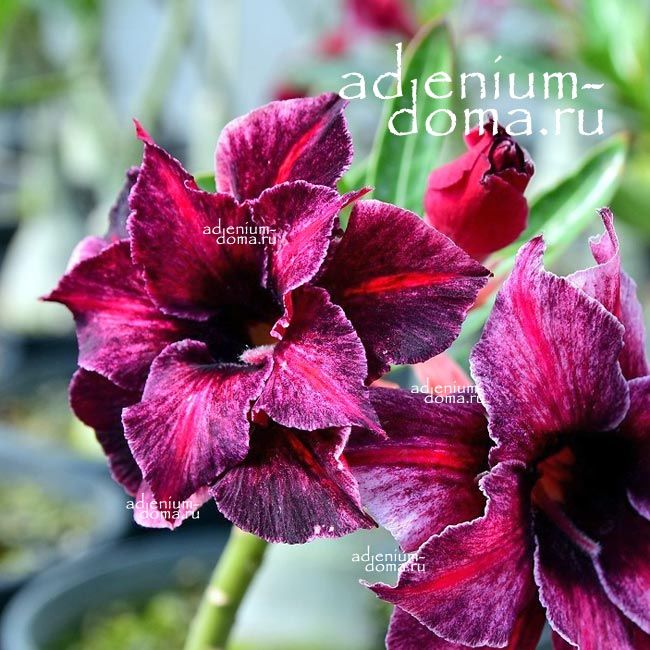 Adenium Obesum Double Flower EMMA