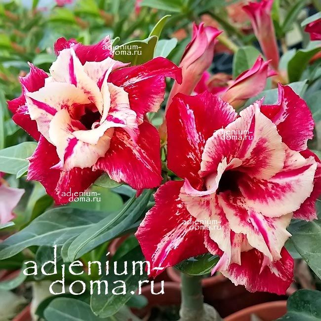 Adenium Obesum Triple Flower SECRET ANGEL