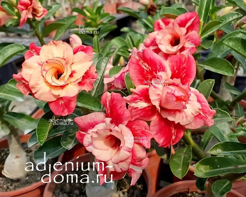 Adenium Obesum Triple Flower CLOWN