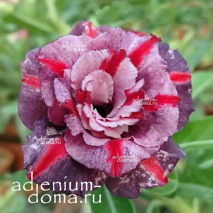 Adenium Obesum Triple Flower VICTORIA'S SECRET