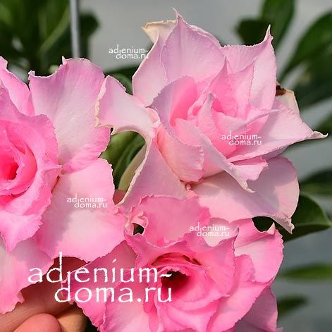 Adenium Obesum Triple Flower CHARLIZE