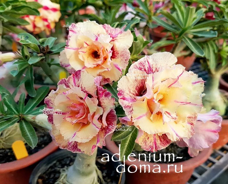 Adenium Obesum Triple Flower MUSELLA