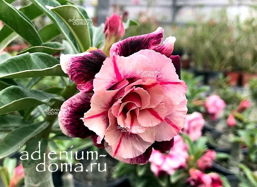 Adenium Obesum Triple Flower ORION NEBULA