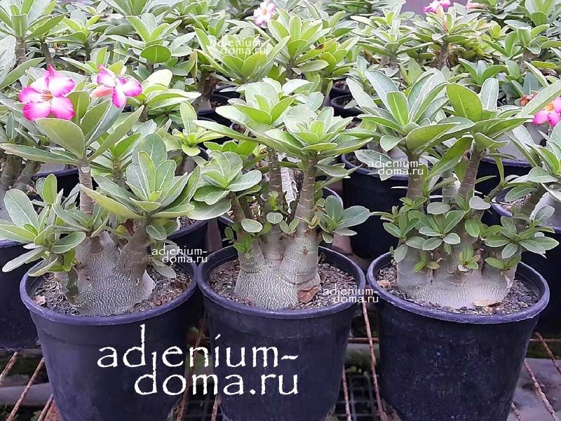 Adenium Arabicum DWARF