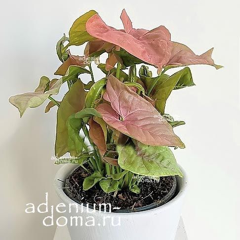Syngonium PODOPHYLLUM RED HEART Сингониум ноголистный Ред Харт ножколистный Подофиллум 1