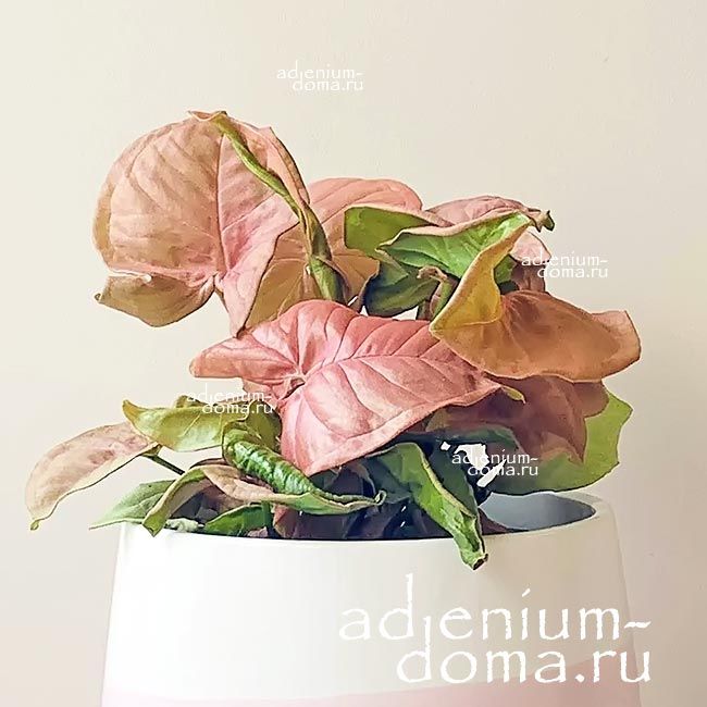 Syngonium PODOPHYLLUM RED HEART Сингониум ноголистный Ред Харт ножколистный Подофиллум 1