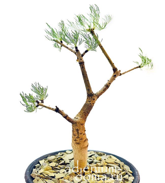 Commiphora KRAEUSELIANA Коммифора Крауселя Крауселиана Golden Corkwood Золотое пробковое дерево 3