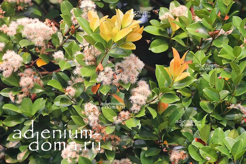 Syzygium MYRTIFOLIUM ZEYLANICUM Сизигиум миртолистный цейлонский Eugenia SPICATA 3