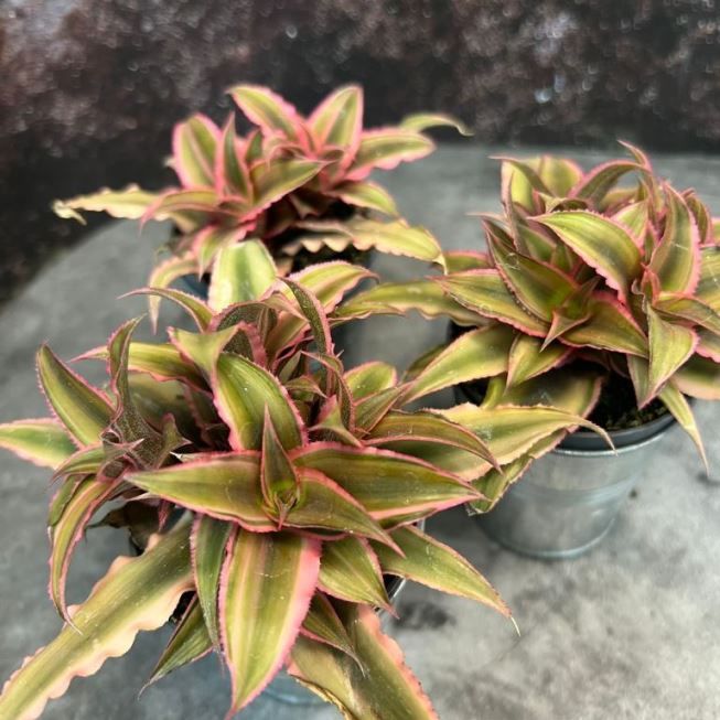 Растение Cryptanthus BIVITTATUS PINK STARLIGHT Криптантус 1