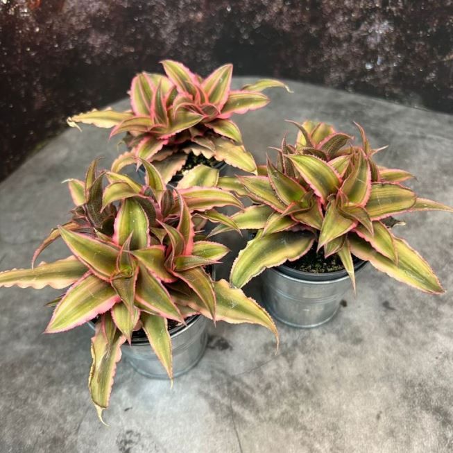 Растение Cryptanthus BIVITTATUS PINK STARLIGHT Криптантус 3