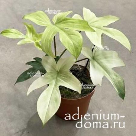 6 Philodendron FLORIDA 'BEAUTY ALBA' !!! ():   c