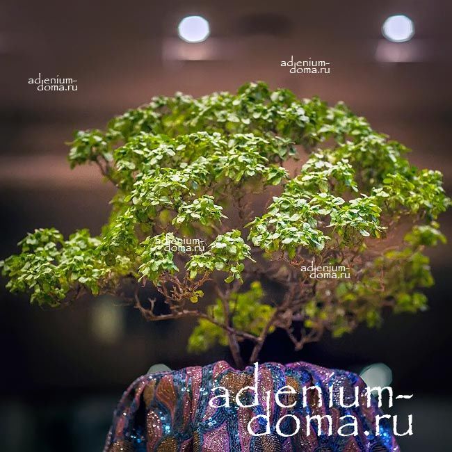 Ocimum SANCTUM TENUIFLORUM Tulsi Шьяма Кришна-Туласи Базилик священный тонкоцветковый 1