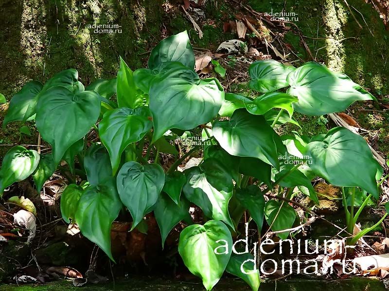 Alocasia CUCULLATA Алоказия клобучковая Кукулата 3