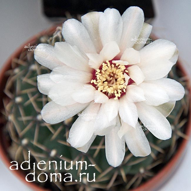 Gymnocalycium QUEHLIANUM Echinocactus Гимнокалициум Квеля Куэлианум 3