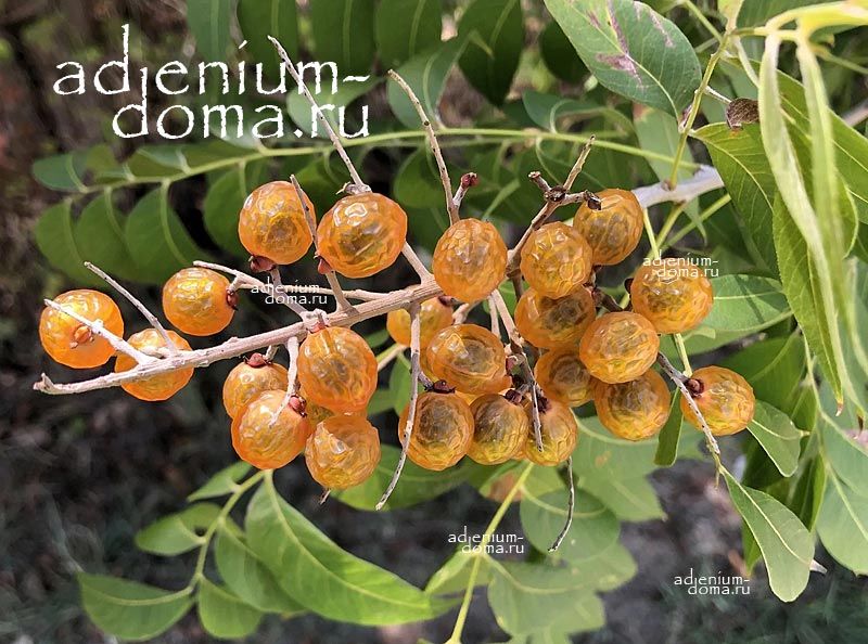 Sapindus DRUMMONDII Сапиндус Друммонда Мыльное дерево 3