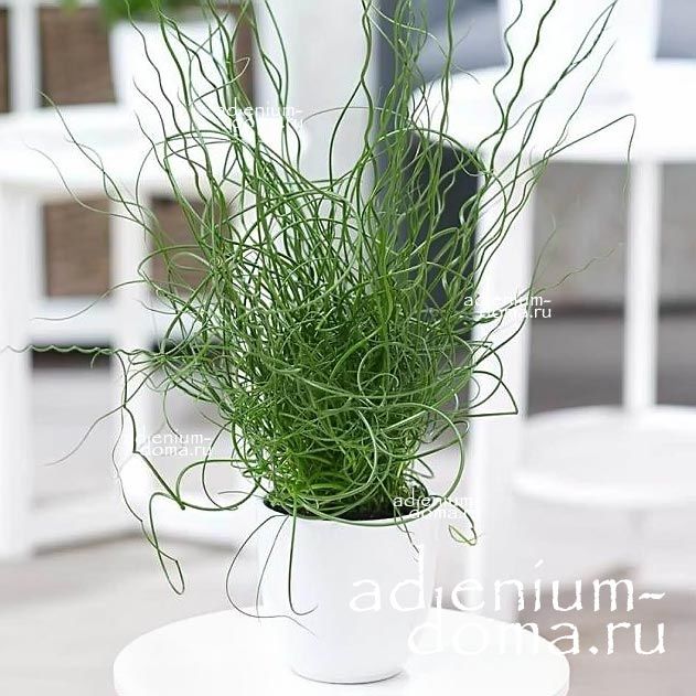 Растение Juncus EFFUSUS SPIRALIS DECIPIENS Ситник развесистый спиральный обманчивый 3