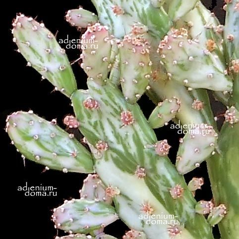 Растение Opuntia MONACANTHA VARIEGATA Опунция одноколючковая вариегатная 1