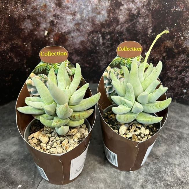 Растение Crassula CORNUTA Крассула Корнута Толстянка рогатая 2