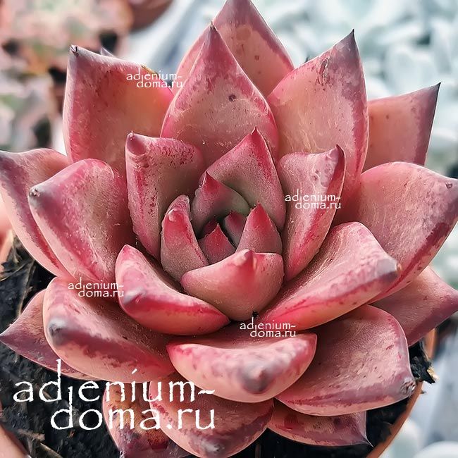 Растение Echeveria AGAVOIDES BORDEAUX Эхеверия агавовидная Бордо Эчеверия 2