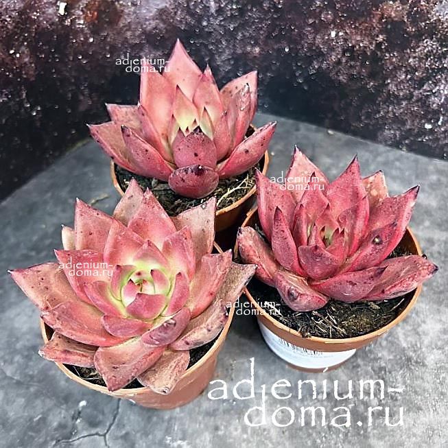 Растение Echeveria AGAVOIDES BORDEAUX Эхеверия агавовидная Бордо Эчеверия 3